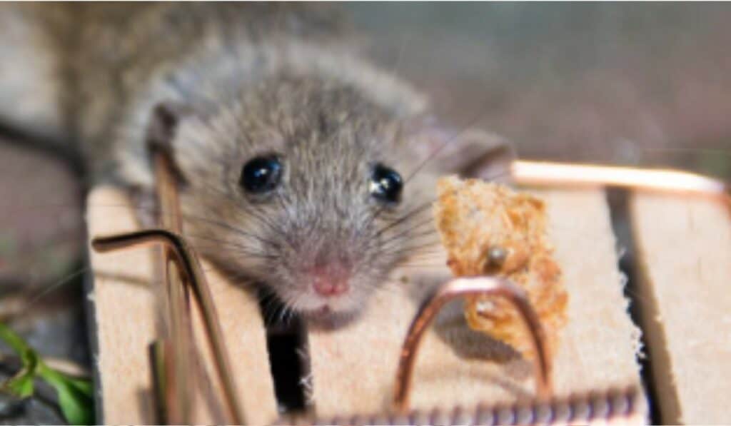 De Beste Muizenvallen Kopen Soorten Gebruik Diervriendelijk en Waar je moet zijn