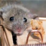 De Beste Muizenvallen Kopen Soorten Gebruik Diervriendelijk en Waar je moet zijn