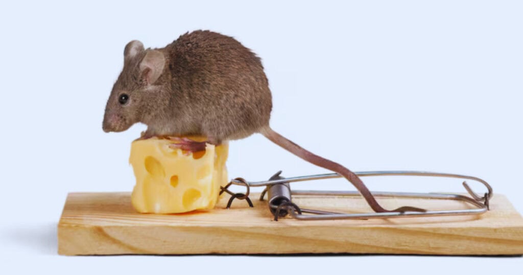Action muizenvallen
