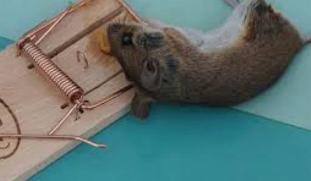 Muizenval Action de beste goedkope muizenvallen getest voor binnen en buiten nu