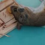 Muizenval Action de beste goedkope muizenvallen getest voor binnen en buiten nu