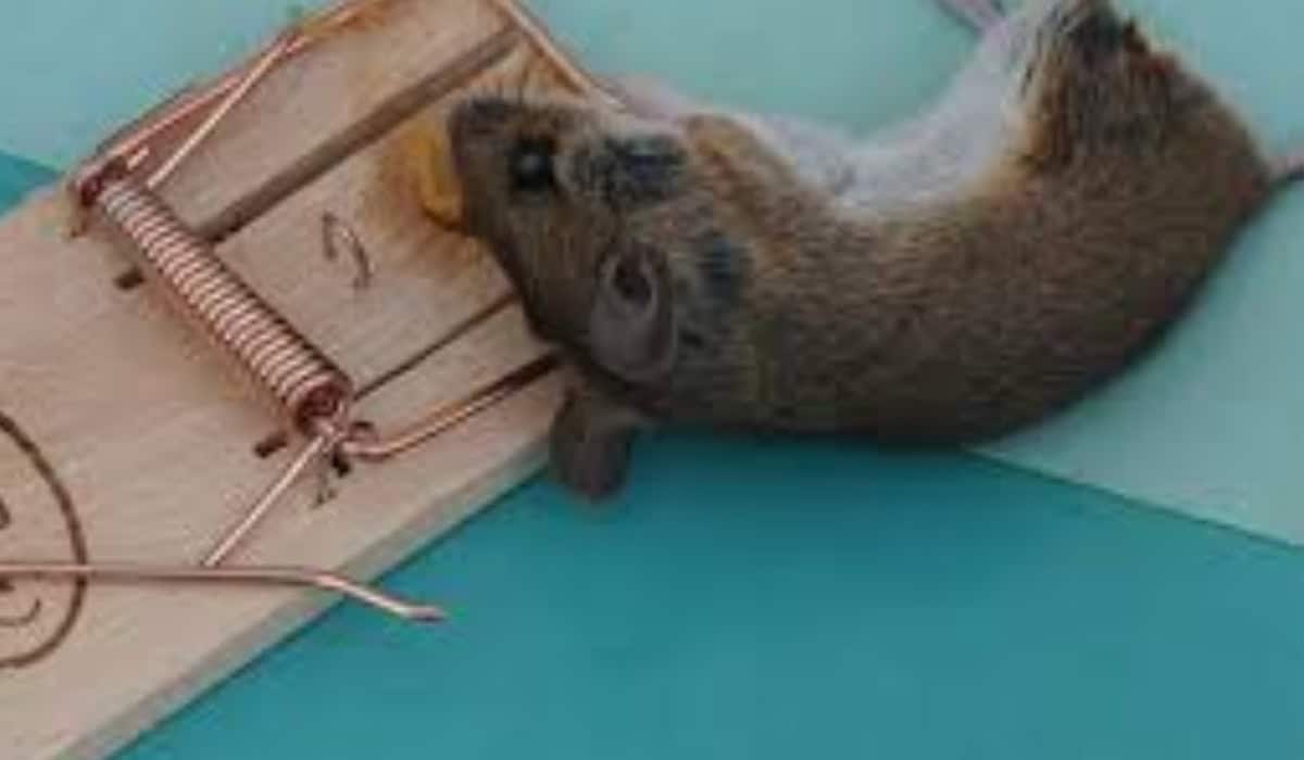 Muizenval Action de beste goedkope muizenvallen getest voor binnen en buiten nu